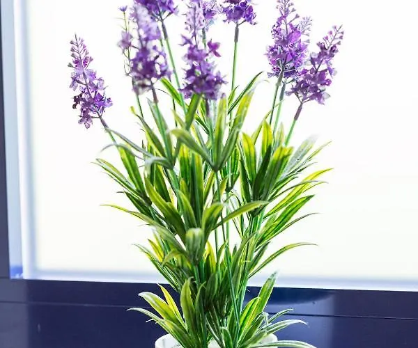 Boavista Country No 93